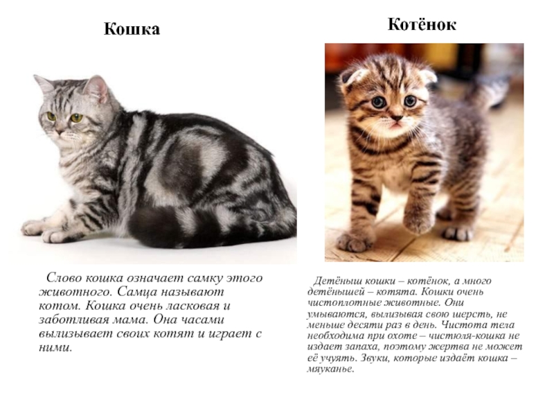 Слово кошка