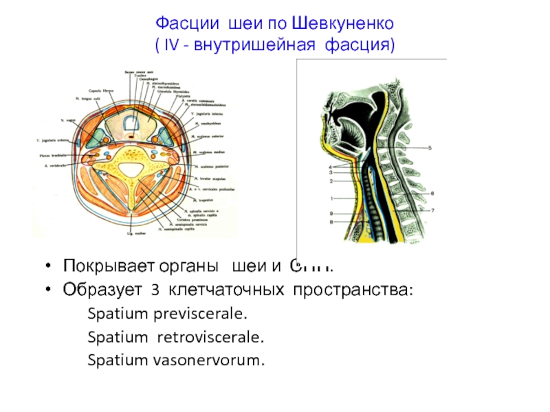 Пространства шеи. Клетчаточные пространства шеи по Шевкуненко схема. 3 Фасция по Шевкуненко. Фасции шеи по в.н Шевкуненко. Внутришейная фасция шеи.