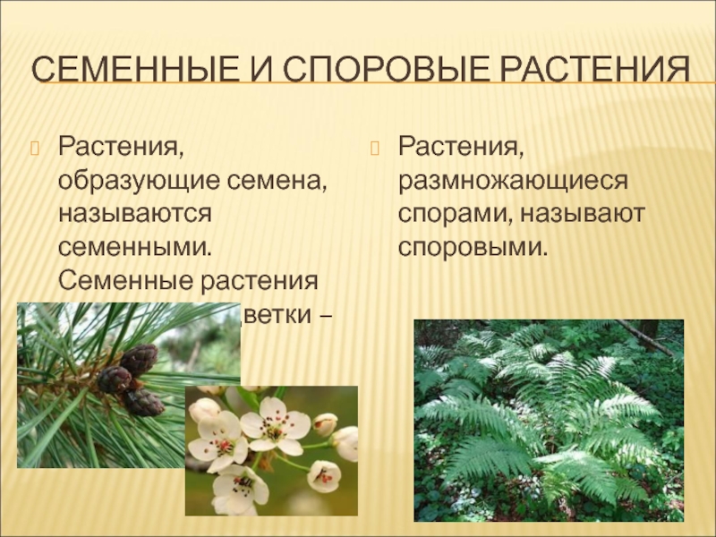 Семенные растения примеры 6 класс. Споровые и семенные растения. Растения образующие семена. Споровые растения семенные растения. Сопроаые растения сессенные пастения.