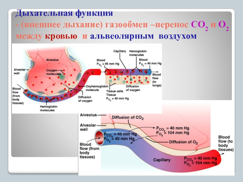 Обмен газов между кровью и тканями схема