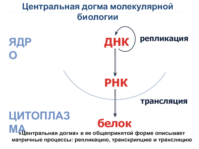 Центральная догма молекулярной биологии