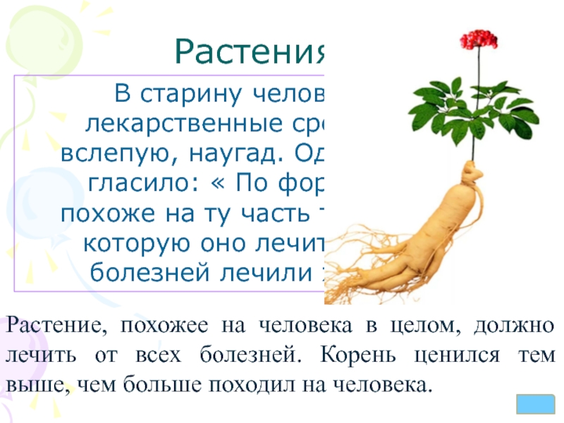 Подобная цветку подобный осоту. Корень похож на человека какого растения. Растения похожие на части тела человека. Корень какого растения похож на фигуру человека. Растения похоже на тело человека.