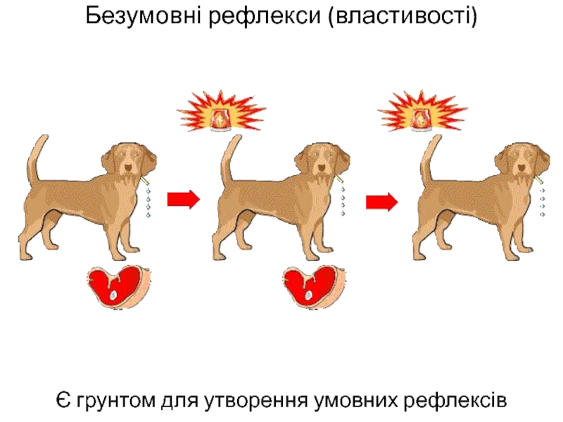 Рефлексы картинки для презентации