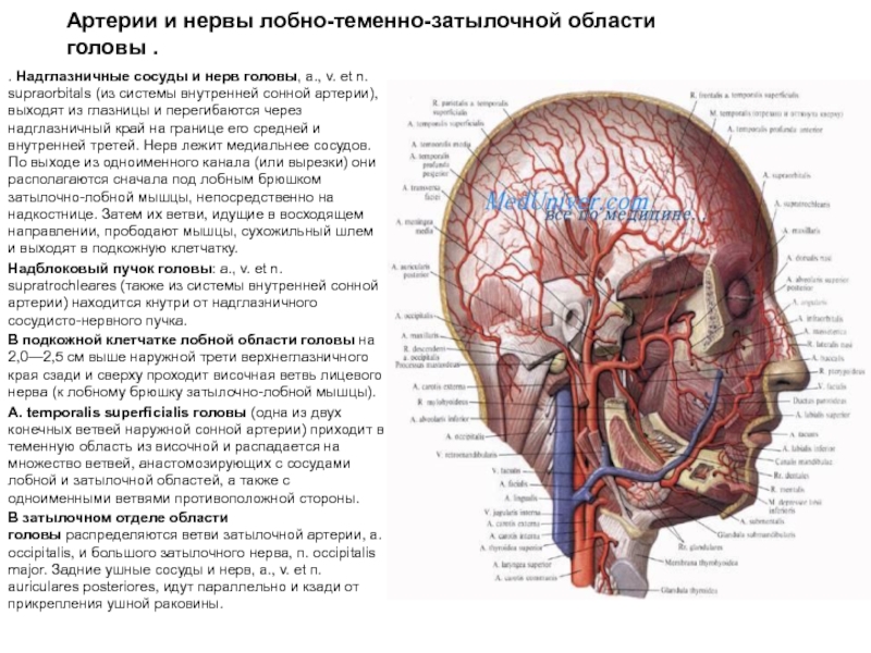 Сонные артерии на лице. Лимфатические сосуды лобно теменно затылочной области. Кровоснабжение мозгового отдела головы топографическая анатомия. Иннервация свода черепа. Иннервация мозгового отдела головы.