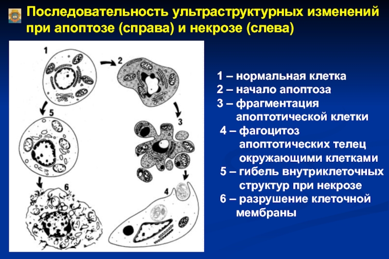 Презентация на тему некроз апоптоз