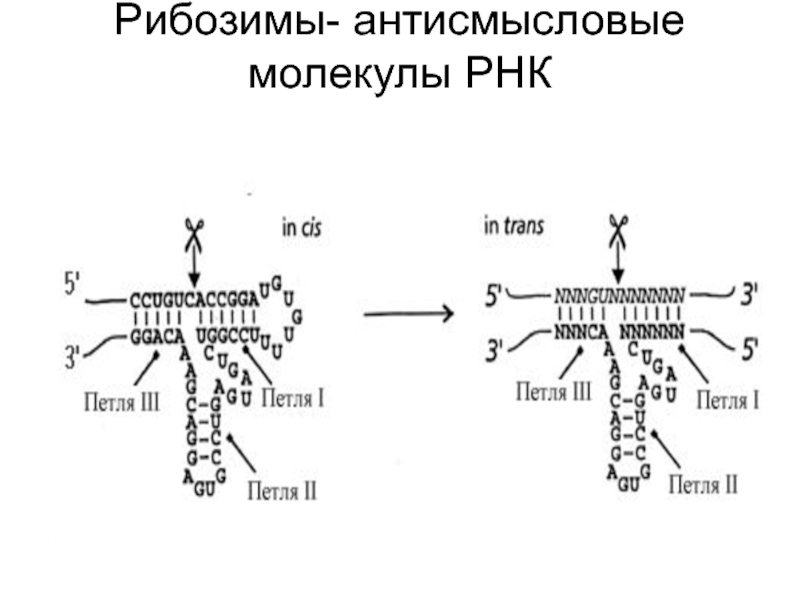 Аппарат рнк. Рибозимы РНК. РНК-ферменты – рибозимы. Антисмысловые РНК. Каталитические РНК.