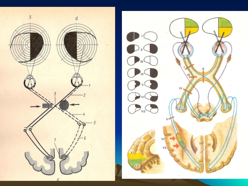 Три черепных нерва. Схема черепных нервов. Черепные нервы Изранов.