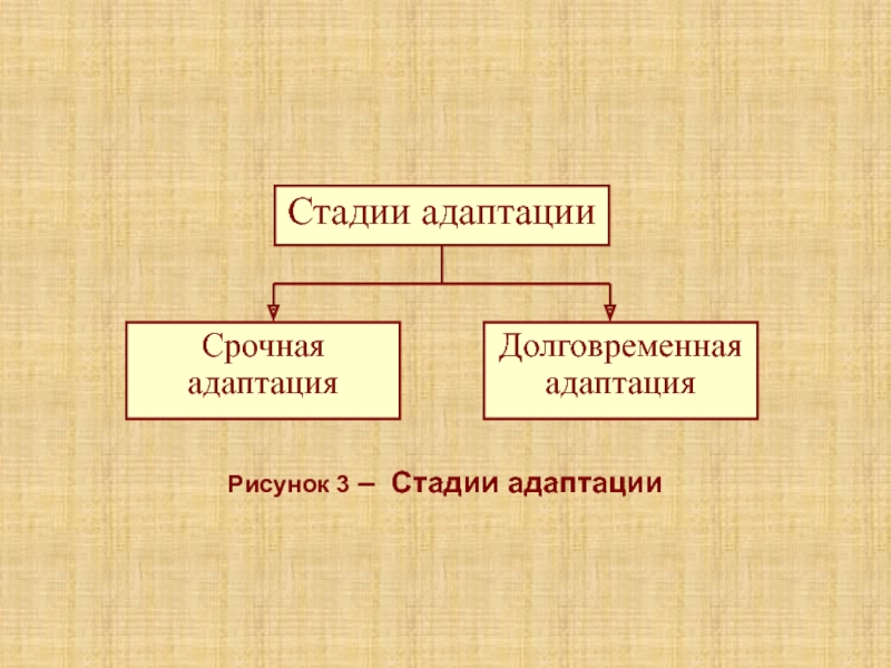 Лекция 5К Рисунок 3 – Стадии адаптации Рисунок 3 – Стадии адаптации