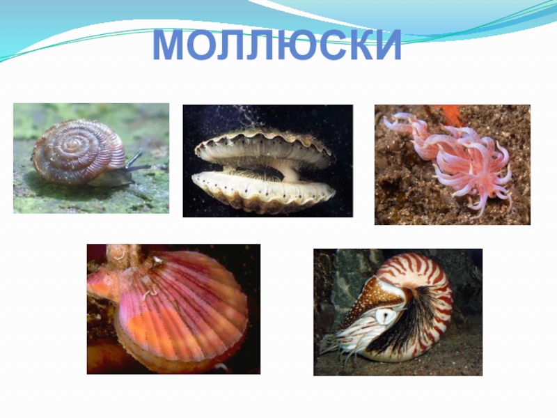 Три примера животных моллюски. Группы животных моллюски.