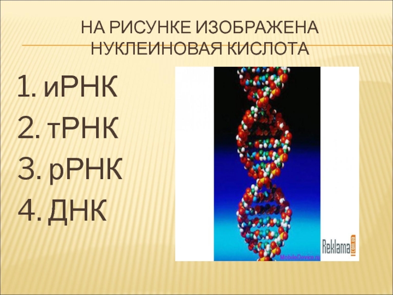 ДНК В ядре. ИРНК. Хромосомный набор клетки биология 9 класс.