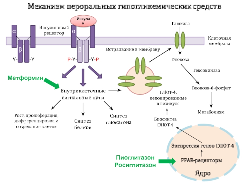 Мембрана глюкоза. Инсулиновый Рецептор механизм. Механизм действия пероральных гипогликемических средств. Антигормональные препараты механизм действия. Пролиферация стволовых клеток.