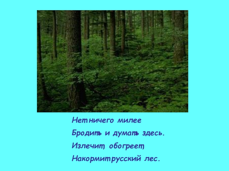 Люблю русский лес. Стихи о лесе. Стихи о лесах. Стихотворение про лес. Стих про лес короткие.