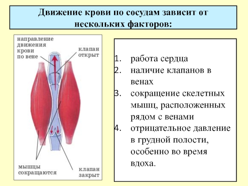 Движение крови по сосудам 8 класс презентация