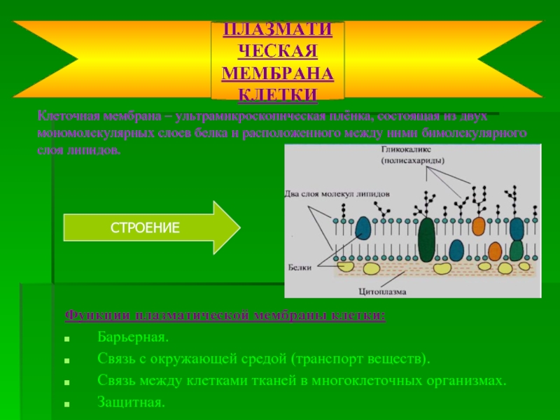 Клеточная мембрана – ультрамикроскопическая плёнка, состоящая из двух мономолекулярных слоев белка и расположенного между