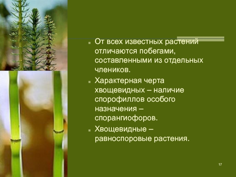 Хвощевидные. Отличительные черты хвощевидных. Отдел Хвощевидные 7 класс биология. Характерен для плауновидных и хвощевидных.