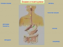 Удивительная жидкость - кровь 3 класс