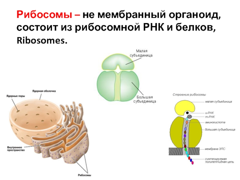 Какие структуры клеточного органоида позволяют установить что на рисунке изображена рибосома