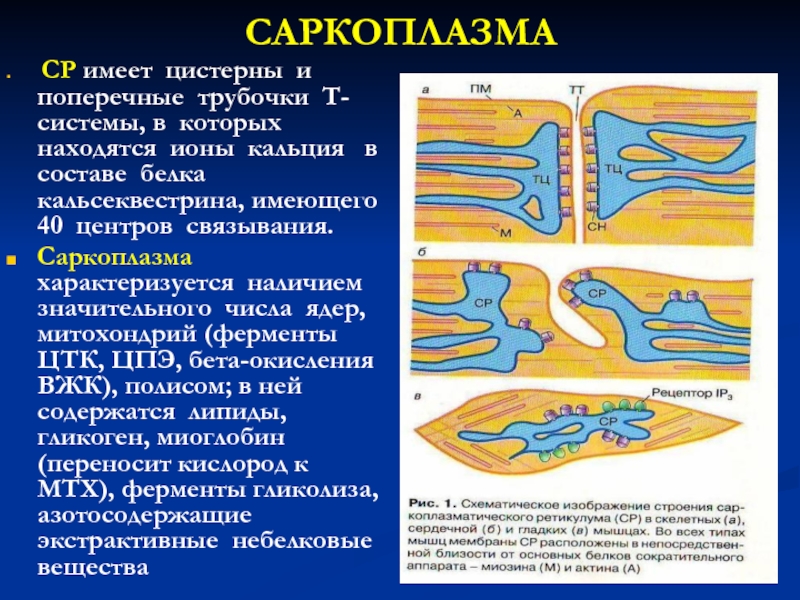 Биохимия мышц презентация