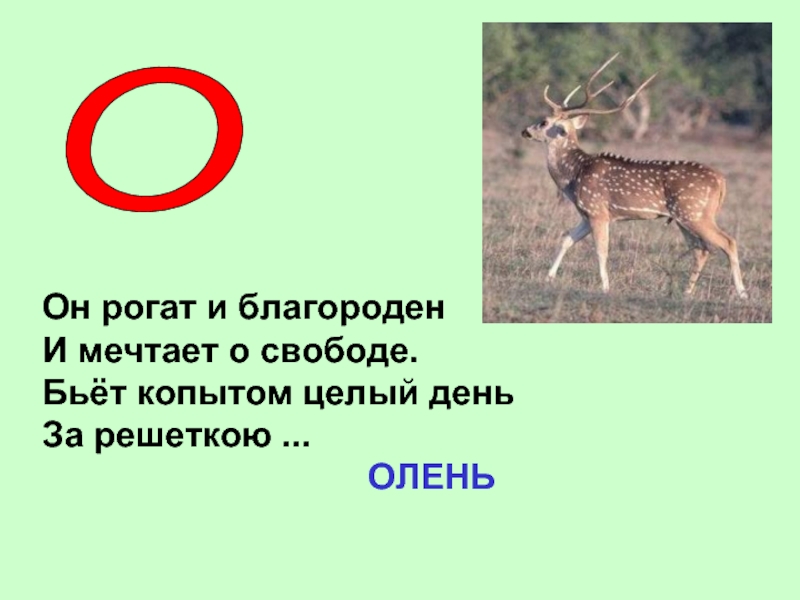 Олень части слова. Загадка про оленя для детей. Загадка об олене для детей. Стих о олене. Стишки про оленя.