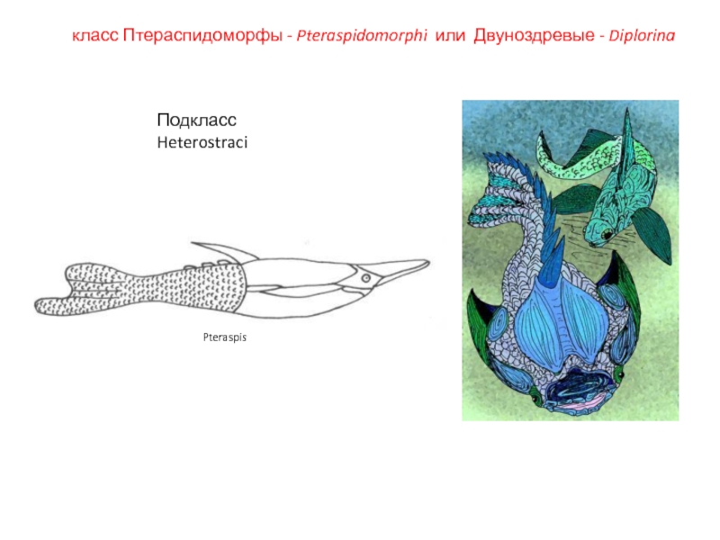 ЗООЛОГИЯ ПОЗВОНОЧНЫХ класс Птераспидоморфы - Pteraspidomorphi или Двуноздревые - DiplorinaПодкласс HeterostraciPteraspis класс Птераспидоморфы - Pteraspidomorphi или Двуноздревые - DiplorinaПодкласс HeterostraciPteraspis