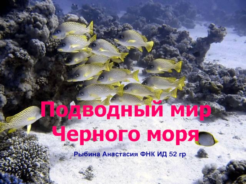 Подводный мир Черного моря
Рыбина Анастасия ФНК ИД 52 гр