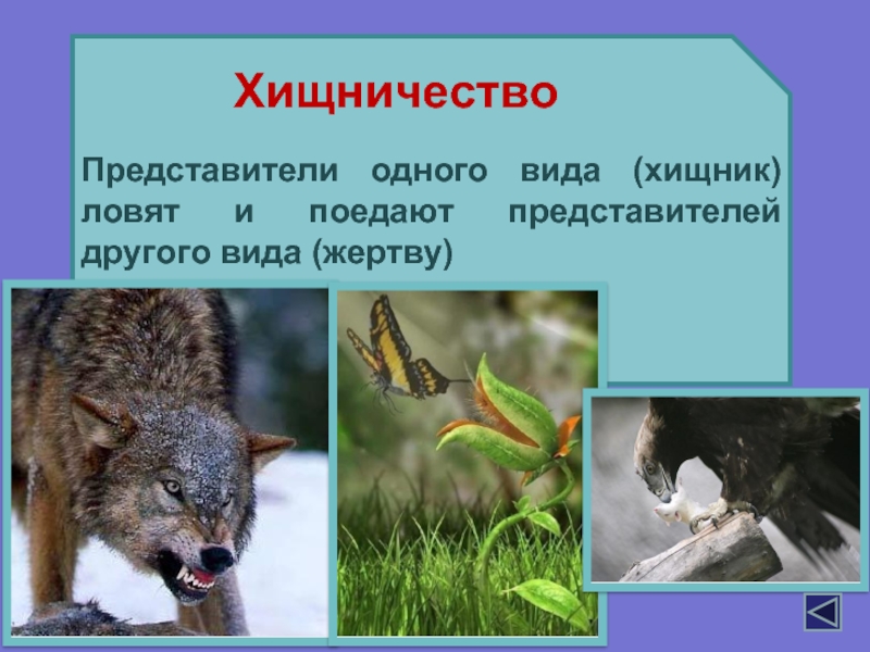 Хищничество примеры животных и растений