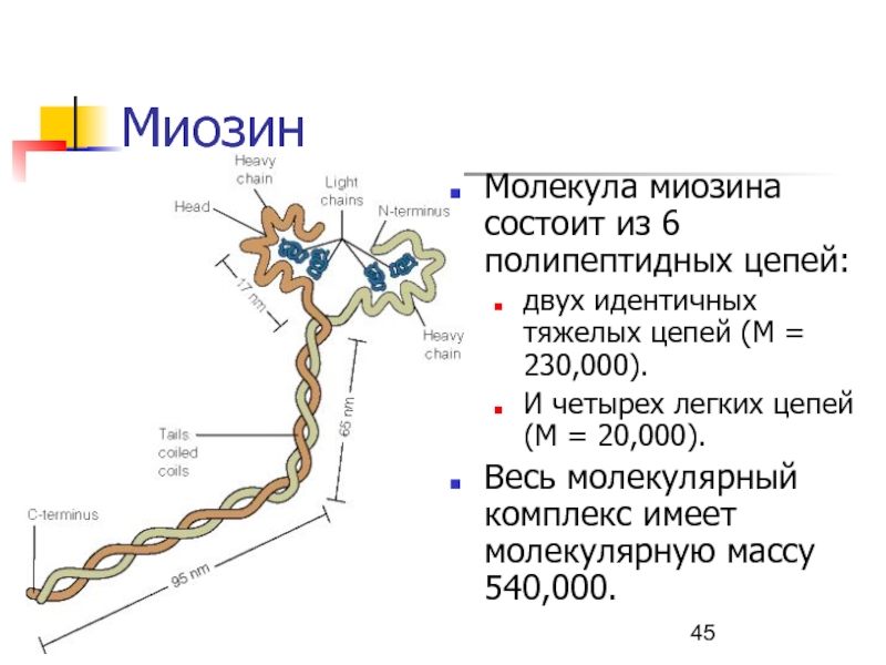 Белок миозин