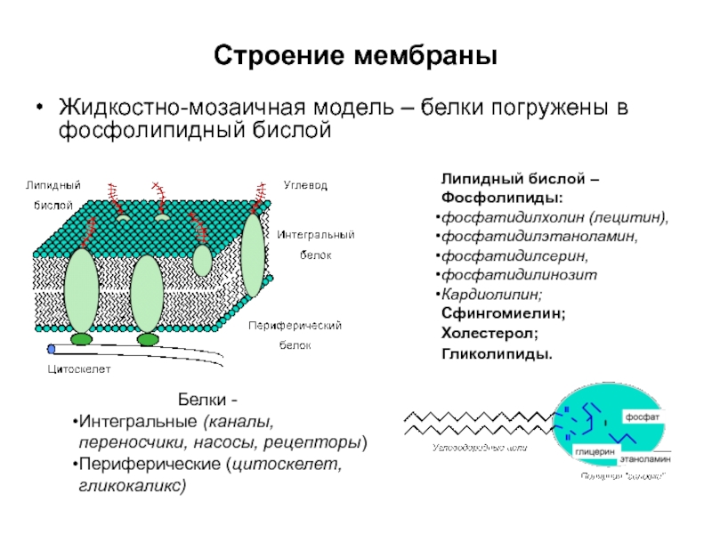Мембрана возбудимой клетки. Жидко мозаичная модель плазматической мембраны. Схему жидкостно-мозаичной модели строения клеточной мембраны. Жидкостно-мозаичная структура мембран. Жидкостно-мозаичная модель мембраны структура.
