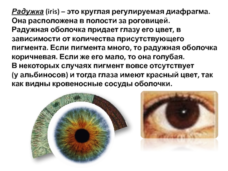 Цвет глаза зависит от пигмента. Пигмент в радужной оболочке. Радужная оболочка глаза. Радужка диафрагма глаза.