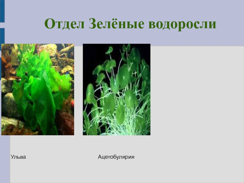 Признаки зеленых водорослей 7 класс. Отделы водорослей. Отдел зеленые водоросли. Ульва. ЕГЭ ацетобулярия.