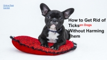 Online Pest Control
How to Get Rid of Ticks
on Dogs
Without Harming Them