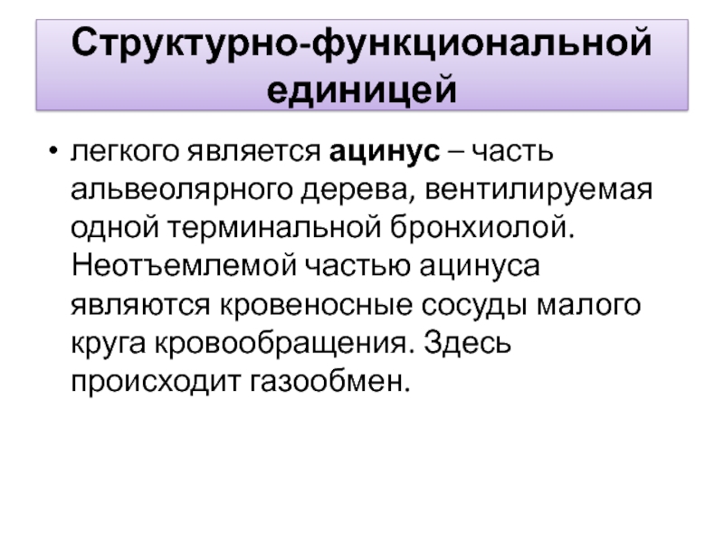 Структурно функциональными единицами легкого являются. Структура функциональной единицей легких является. Функциональной единицей легкого является. Структурно функциональная единица легкого ацинус. Структурно-функциональной единицы легких – ацинусе..