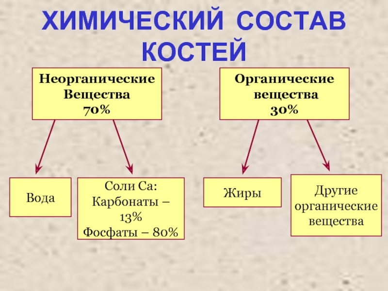 Состав кости схема