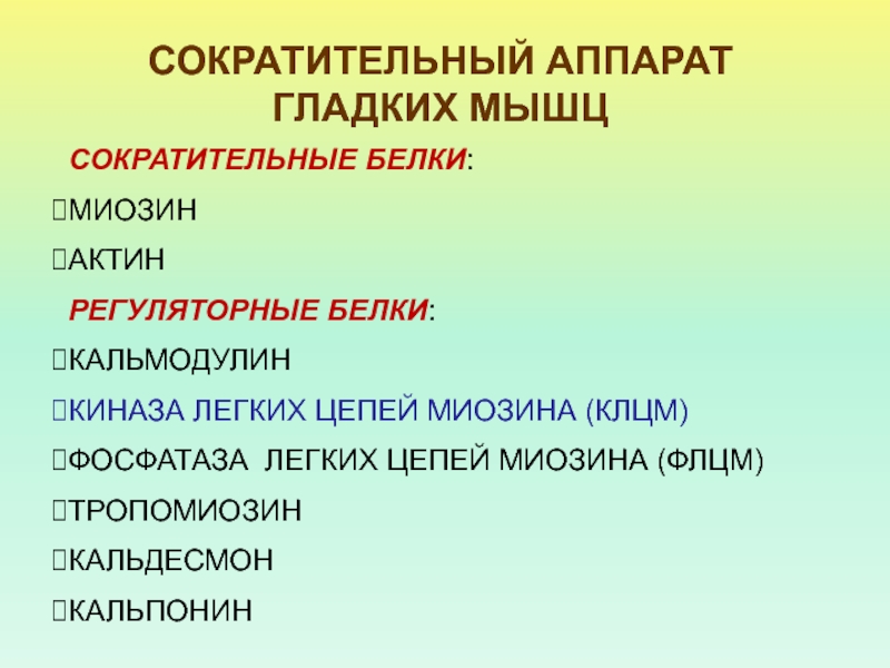 Сократительные белки. Регуляторные белки в гладкомышечных клетках. Белки гладких мышц. Сократительные и регуляторные белки мышц. Регуляторные мышечные белки.