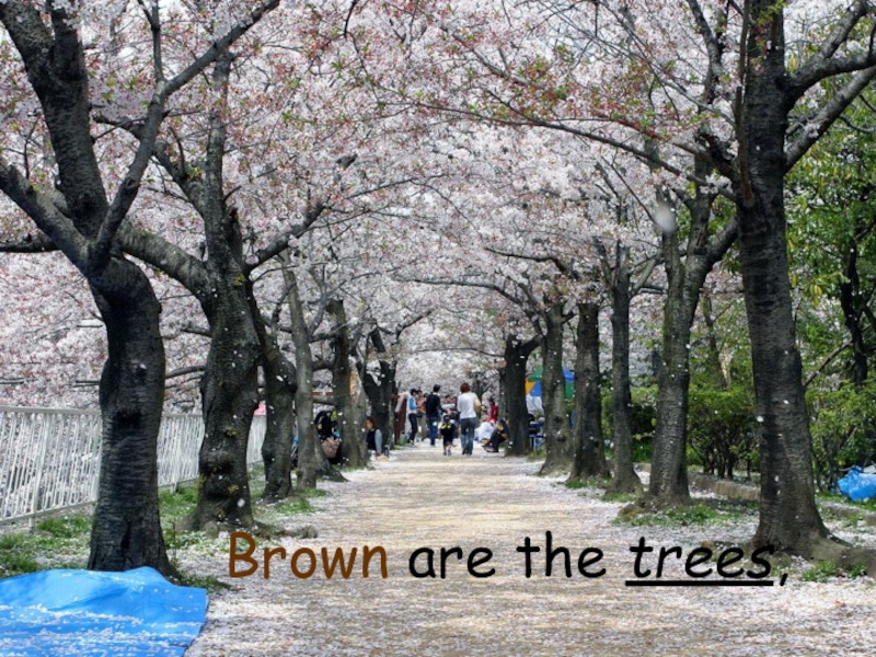 Brown are the trees,