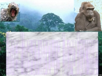 Класс млекопитающие отряд Приматы