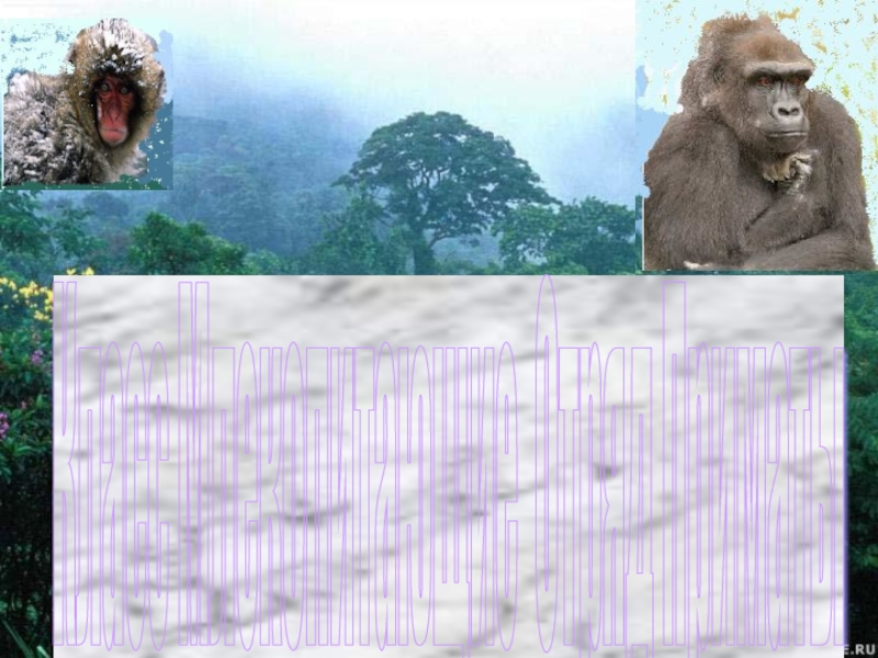 Презентация Класс млекопитающие отряд Приматы