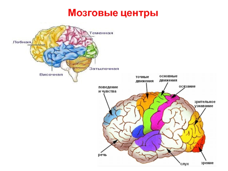 Центры головного мозга