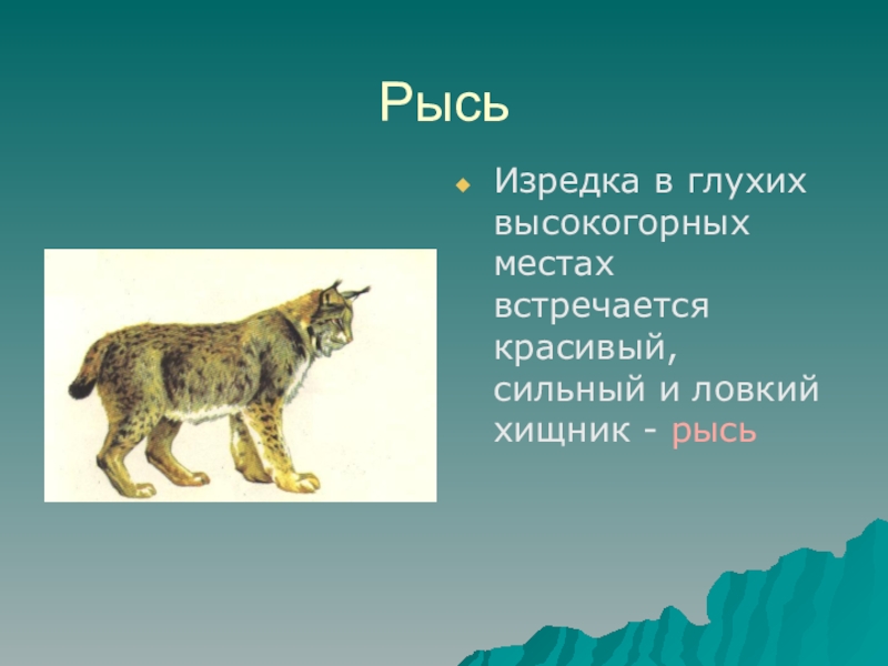 Животные краснодарского края 3 класс. Сообщение о животных Краснодарского края. Проект животные Краснодарского края. Рысь из красной книги Краснодарского края. Животное Рысь из красной книги Краснодарского края.