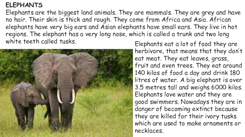 This animal is big. Исчезающие животные на английском. Проект по английскому языку про слона. Проект по английскому языку про исчезающих животных. Проект вымирающие животные на английском языке.