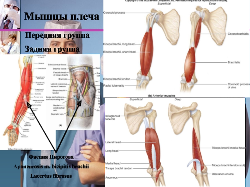 Передняя группа мышц. Задняя группа мышц плеча. Апоневроз двуглавой мышцы плеча. Передняя группа мышц плеча. Топография плеча.