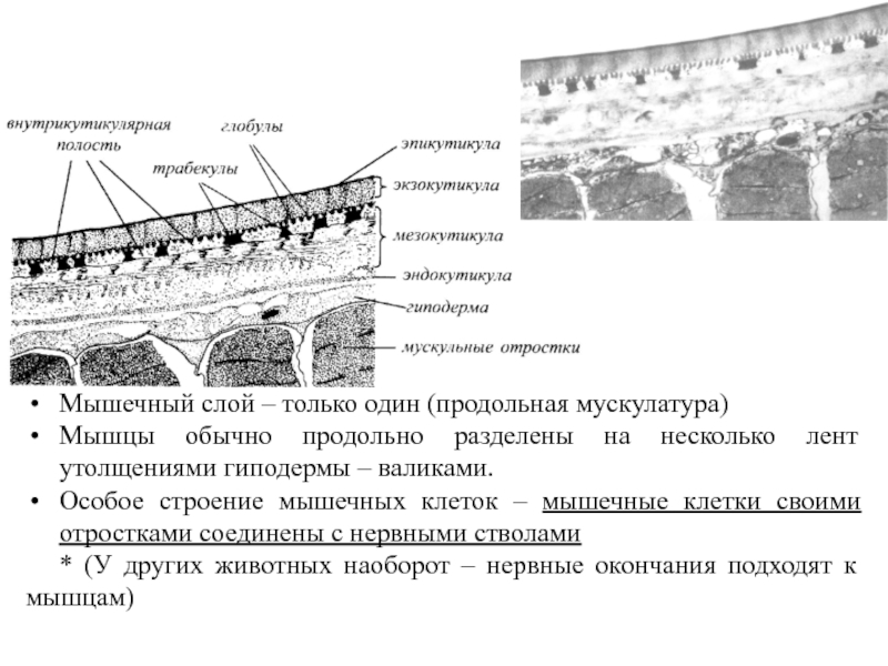 Особое строение. Эпикутикула строение. Эпикутикула волос. Экзокутикула.