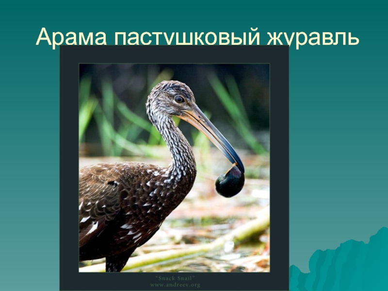 Пастушковый журавль 5 букв. Пастушковый журавль. Водоплавающие птицы Арама-пастушковый журавль. Пастушковый журавль 5. Пастушковый журавль сканворд.