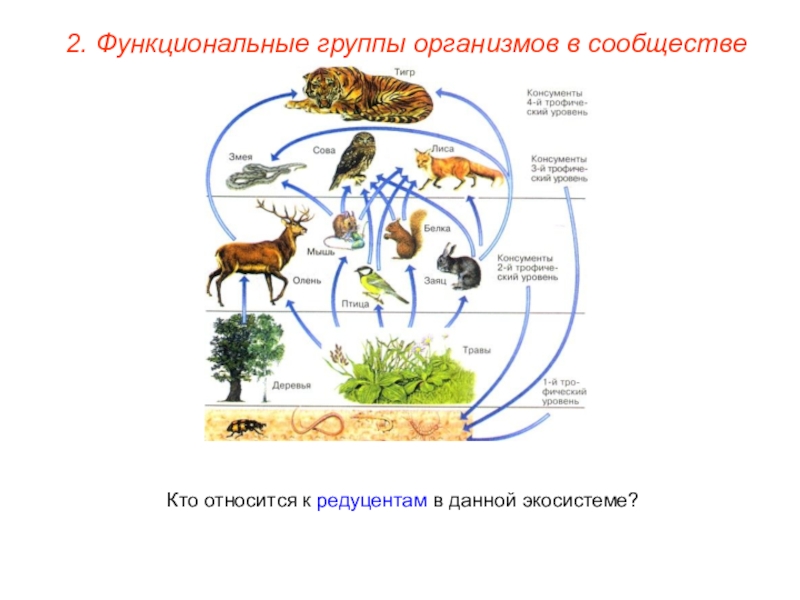 Пищевая сеть изображенная на схеме не содержит паразитов и редуцентов и отражает трофические связи