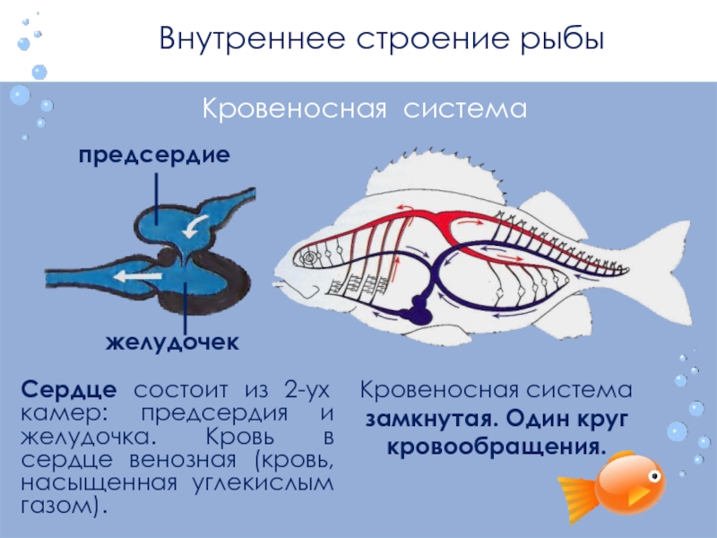 У рыб 1 круг кровообращения. Кровеносная система рыб сердце. Кровеносная система у рыб система у рыбы. Строение сердца и круги кровообращения рыб. Кровообращение строение сердца у рыб.