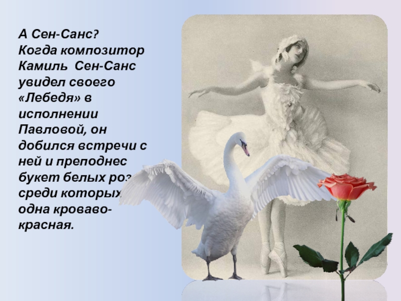 А Сен-Санс? Когда композитор Камиль Сен-Санс увидел своего «Лебедя» в исполнении Павловой, он добился встречи с ней