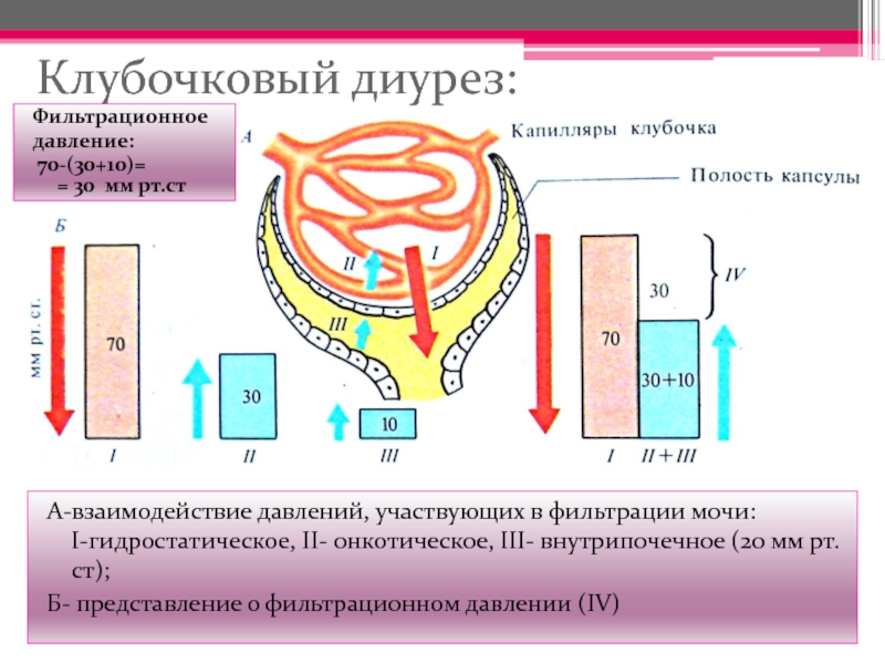 Клубочковая фильтрация это. Клубочковая фильтрация физиология. Клубочковая фильтрация фильтрационное давление. Силы участвующие в процессе клубочковой фильтрации. Клубочковый диурез.