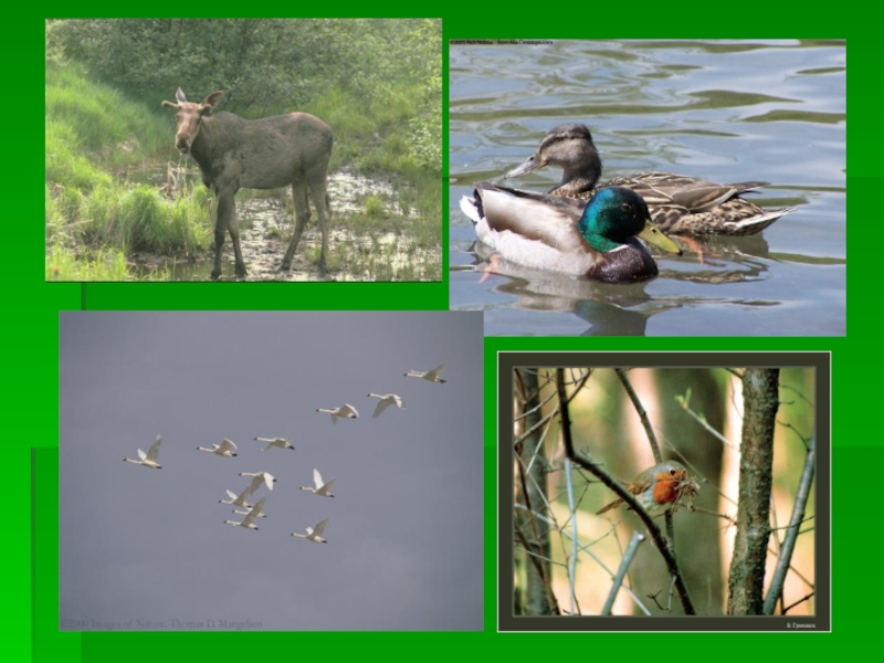 Изменения жизни животных летом 5 класс биология. Сезонные изменения экосистем. Сезонные изменения биогеоценозов. Изменение в природе у животных летом.