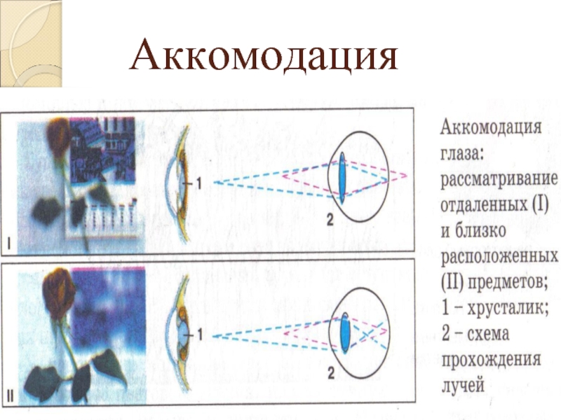 Адаптация и аккомодация