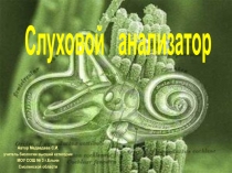 Строение слухового анализатора